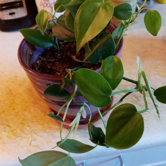 Plant - Picture 3 of 4